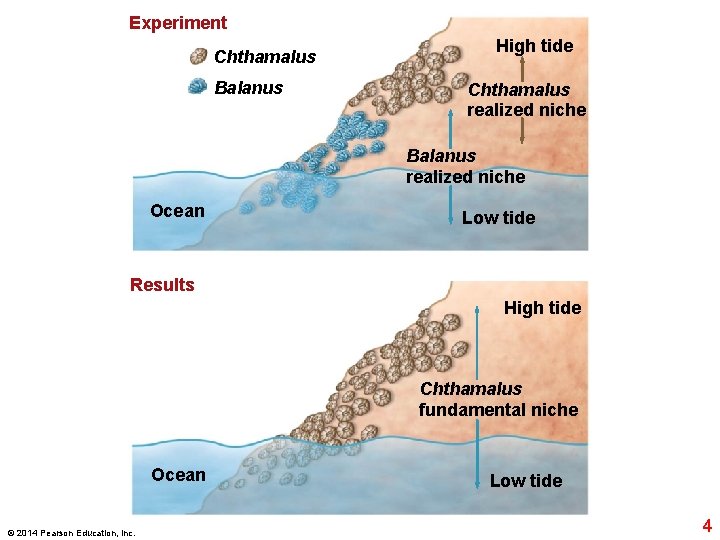 Experiment Chthamalus Balanus High tide Chthamalus realized niche Balanus realized niche Ocean Low tide