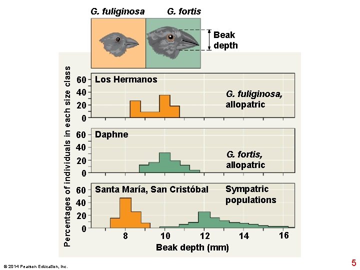 G. fuliginosa G. fortis Percentages of individuals in each size class Beak depth ©