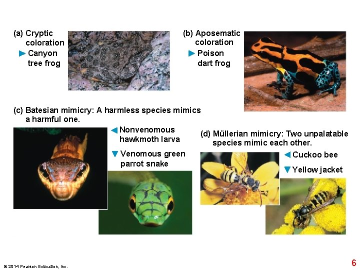 (a) Cryptic coloration Canyon tree frog (b) Aposematic coloration Poison dart frog (c) Batesian