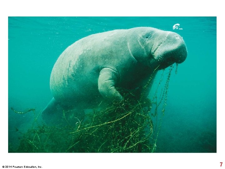 © 2014 Pearson Education, Inc. 7 