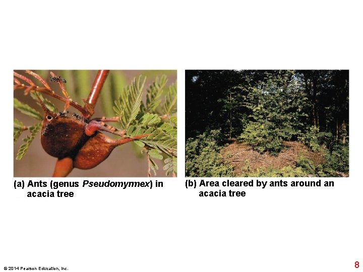 (a) Ants (genus Pseudomyrmex) in acacia tree © 2014 Pearson Education, Inc. (b) Area