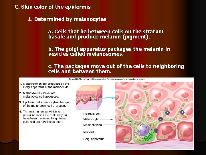 C. Skin color of the epidermis 1. Determined by melanocytes a. Cells that lie