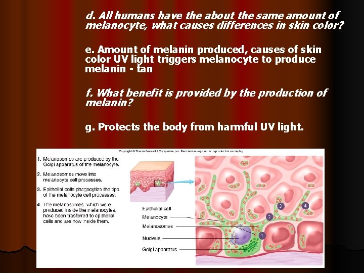 d. All humans have the about the same amount of melanocyte, what causes differences