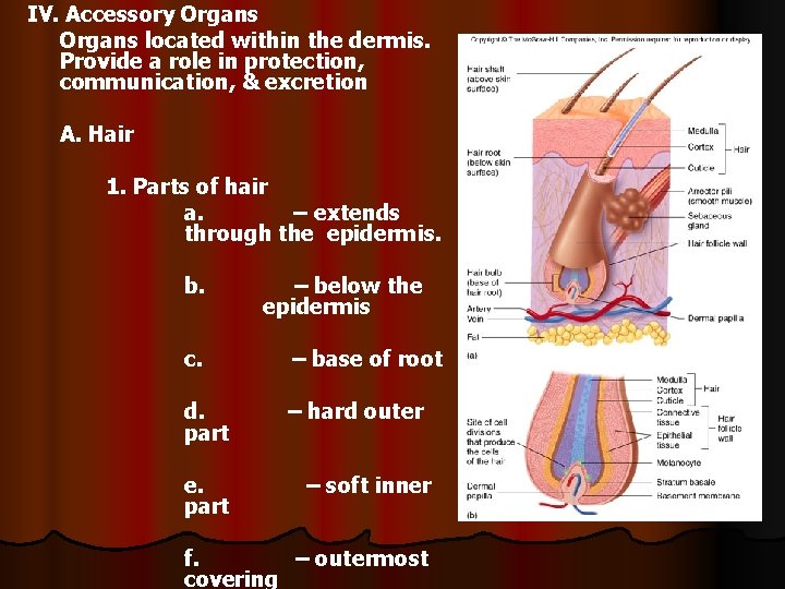 IV. Accessory Organs located within the dermis. Provide a role in protection, communication, &