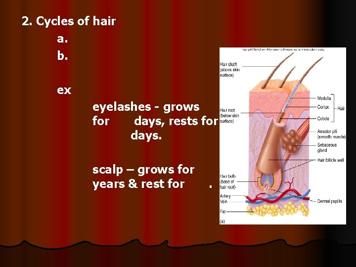 2. Cycles of hair a. b. ex eyelashes - grows for days, rests for