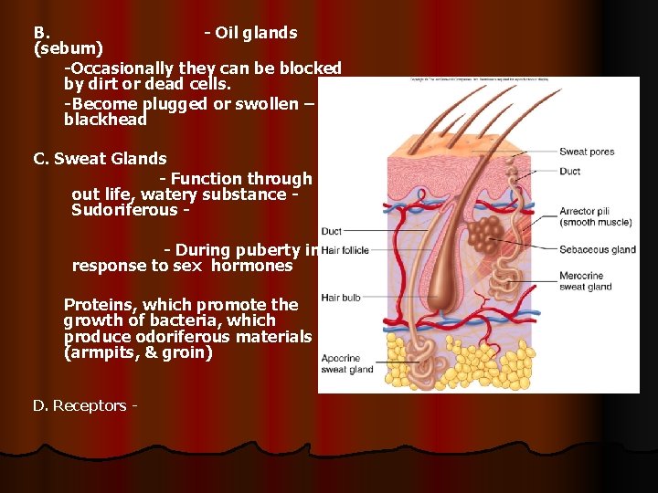 B. - Oil glands (sebum) -Occasionally they can be blocked by dirt or dead