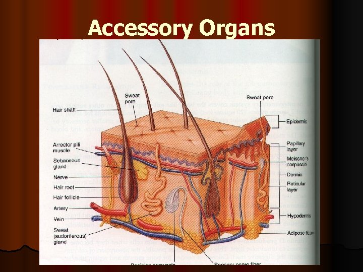 Accessory Organs 