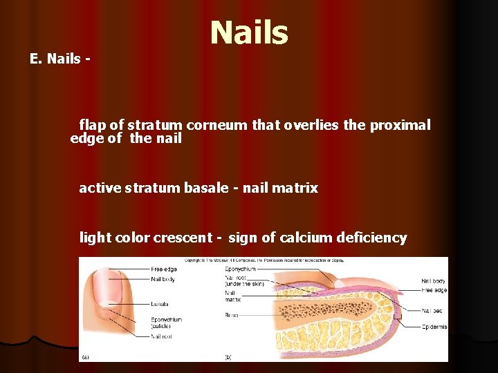 E. Nails - Nails flap of stratum corneum that overlies the proximal edge of