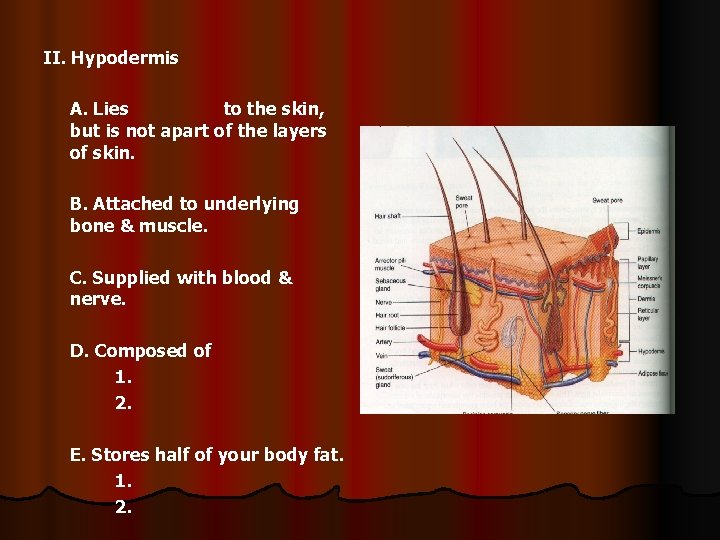 II. Hypodermis A. Lies to the skin, but is not apart of the layers