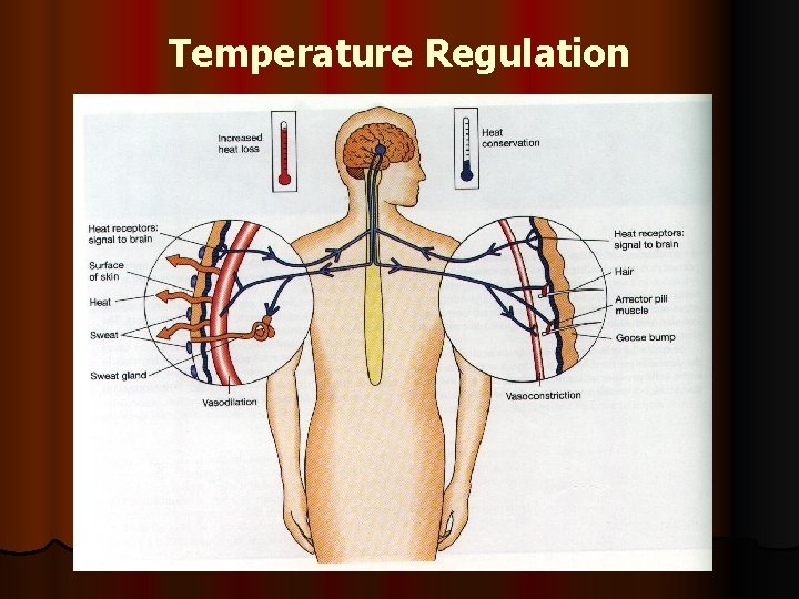 Temperature Regulation 