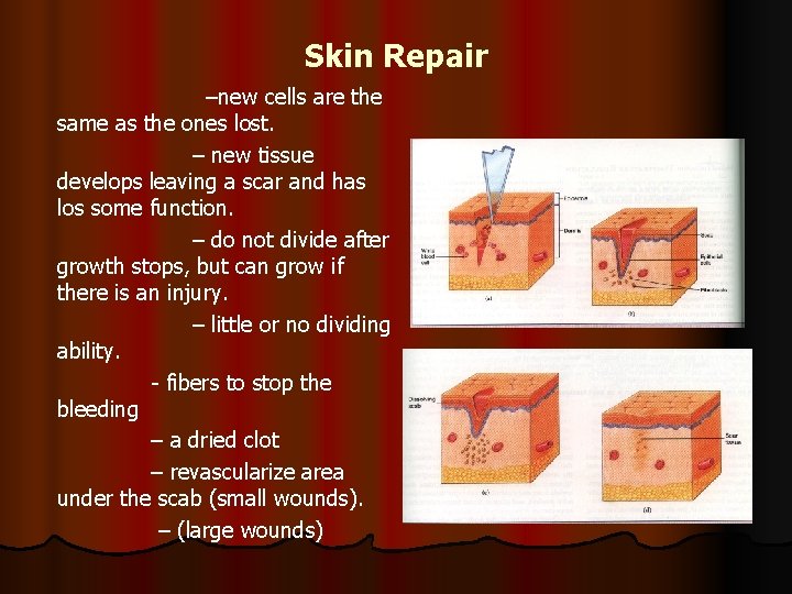 Skin Repair –new cells are the same as the ones lost. – new tissue