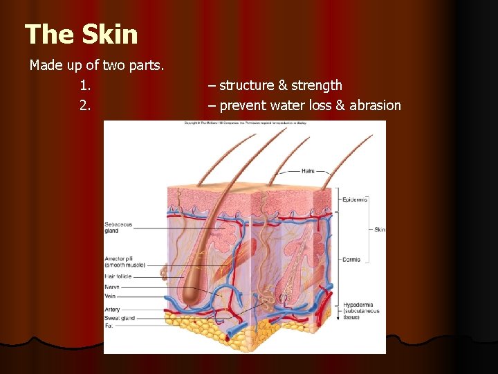 The Skin Made up of two parts. 1. 2. – structure & strength –