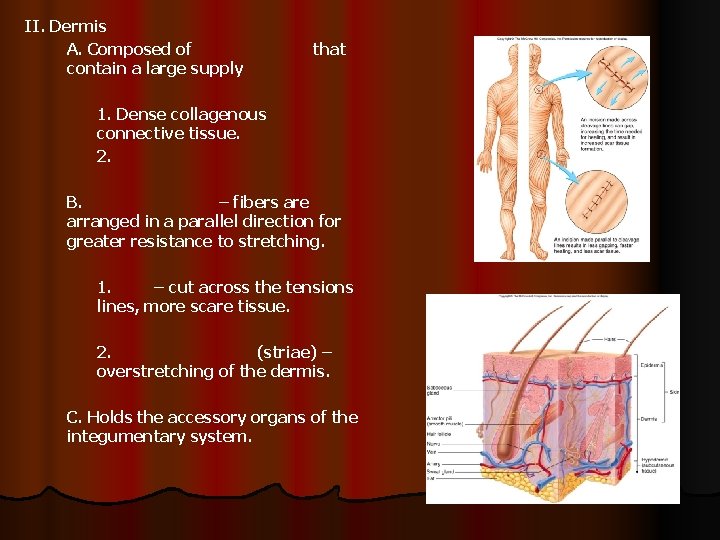 II. Dermis A. Composed of contain a large supply that 1. Dense collagenous connective