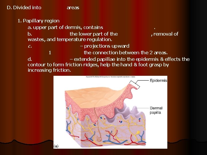 D. Divided into areas 1. Papillary region a. upper part of dermis, contains. b.