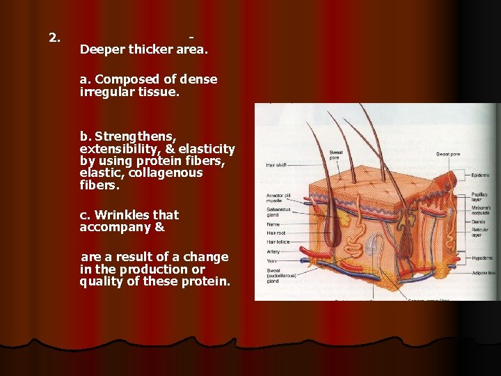 2. Deeper thicker area. a. Composed of dense irregular tissue. b. Strengthens, extensibility, &