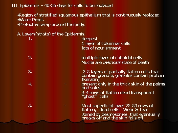 III. Epidermis – 40 -56 days for cells to be replaced • Region of