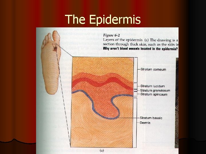 The Epidermis 