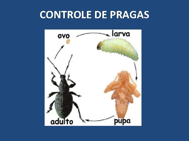 CONTROLE DE PRAGAS 