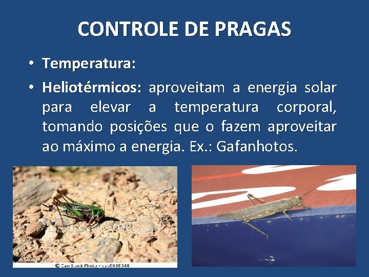 CONTROLE DE PRAGAS • Temperatura: • Heliotérmicos: aproveitam a energia solar para elevar a