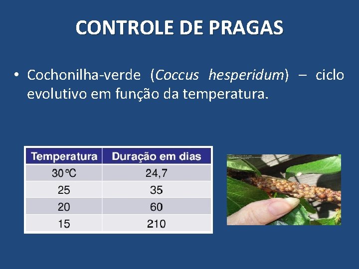 CONTROLE DE PRAGAS • Cochonilha-verde (Coccus hesperidum) – ciclo evolutivo em função da temperatura.