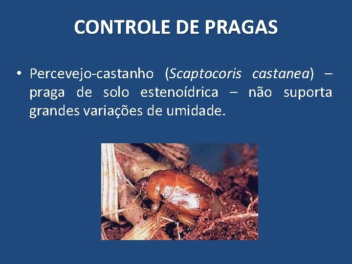 CONTROLE DE PRAGAS • Percevejo-castanho (Scaptocoris castanea) – praga de solo estenoídrica – não