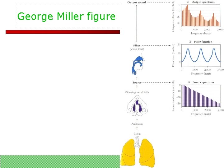 George Miller figure LSA 352 Summer 2007 31 