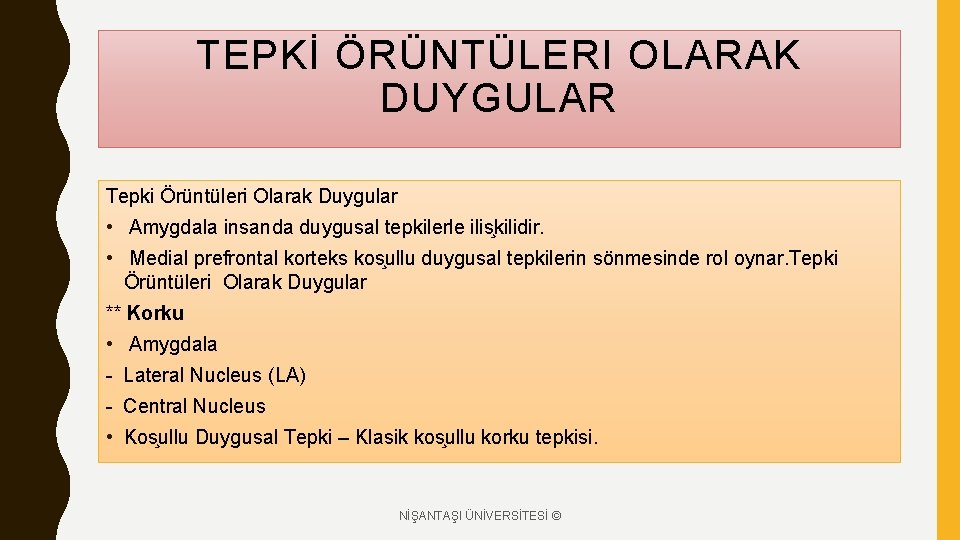 TEPKİ ÖRÜNTÜLERI OLARAK DUYGULAR Tepki Örüntüleri Olarak Duygular • Amygdala insanda duygusal tepkilerle ilis