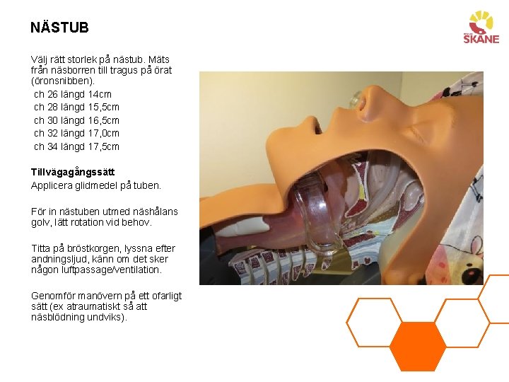 NÄSTUB Välj rätt storlek på nästub. Mäts från näsborren till tragus på örat (öronsnibben).