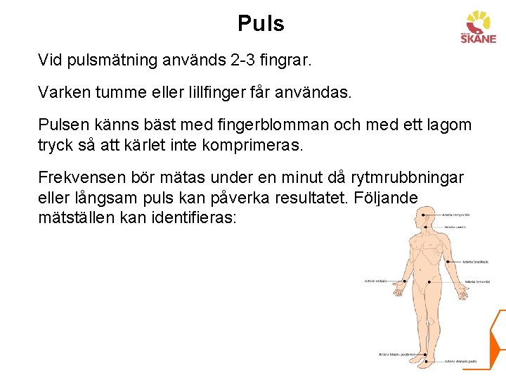 Puls Vid pulsmätning används 2 -3 fingrar. Varken tumme eller lillfinger får användas. Pulsen