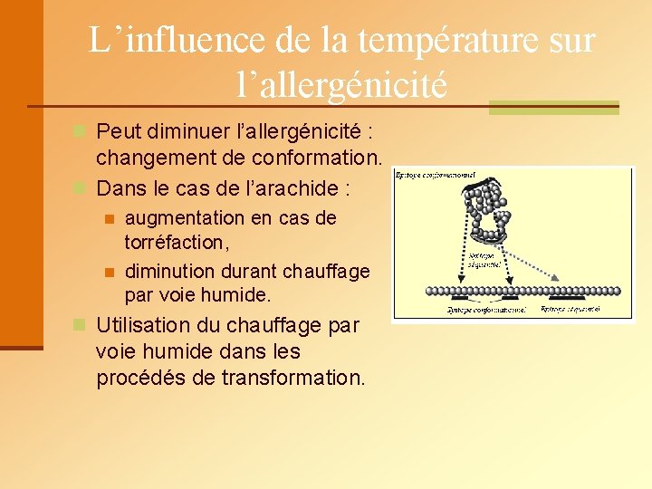 L’influence de la température sur l’allergénicité n Peut diminuer l’allergénicité : changement de conformation.