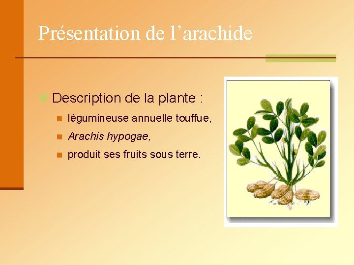 Présentation de l’arachide n Description de la plante : n légumineuse annuelle touffue, n