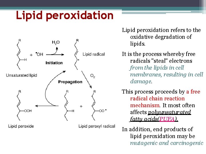 Lipid peroxidation refers to the oxidative degradation of lipids. It is the process whereby