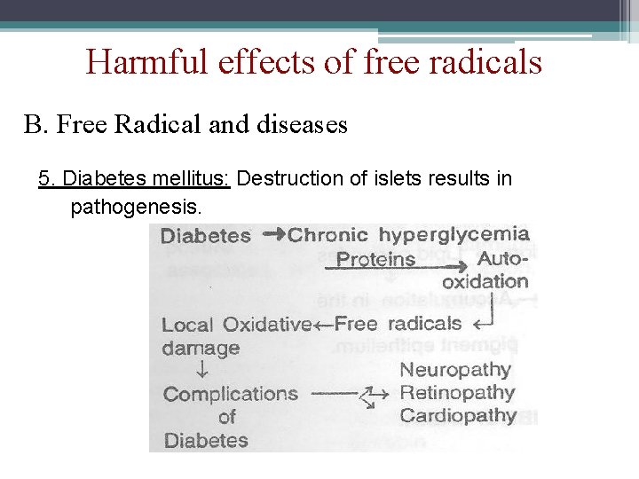 Harmful effects of free radicals B. Free Radical and diseases 5. Diabetes mellitus: Destruction