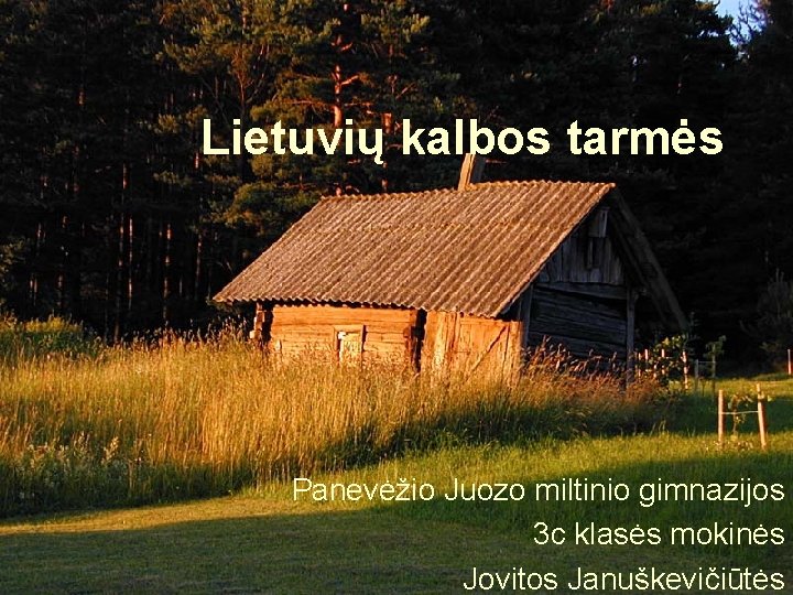 Lietuvių kalbos tarmės Panevėžio Juozo miltinio gimnazijos 3 c klasės mokinės Jovitos Januškevičiūtės 