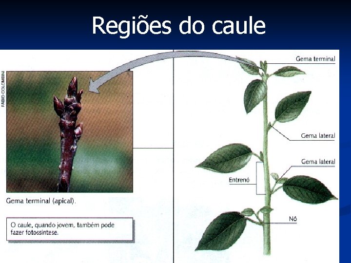 Regiões do caule 