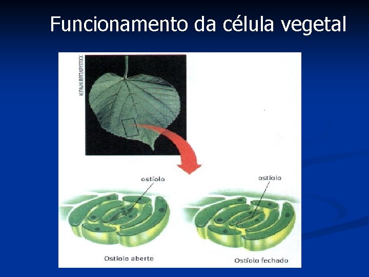 Funcionamento da célula vegetal 