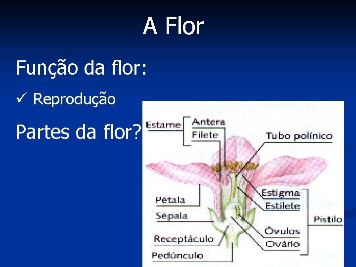 A Flor Função da flor: ü Reprodução Partes da flor? 