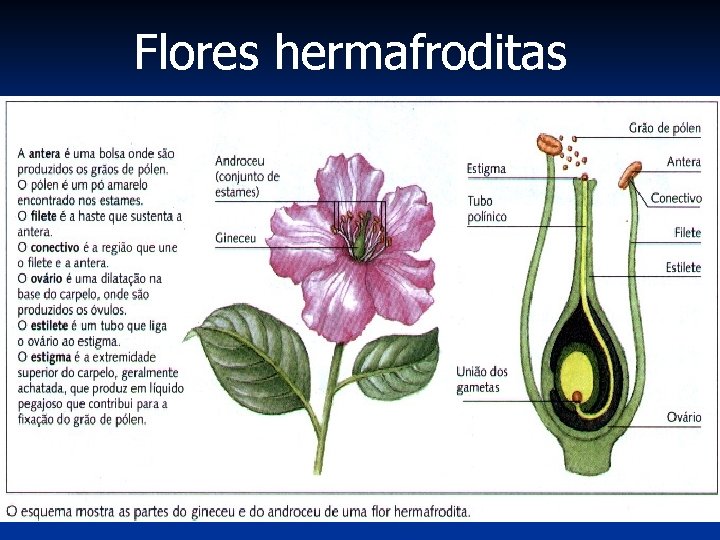 Flores hermafroditas 