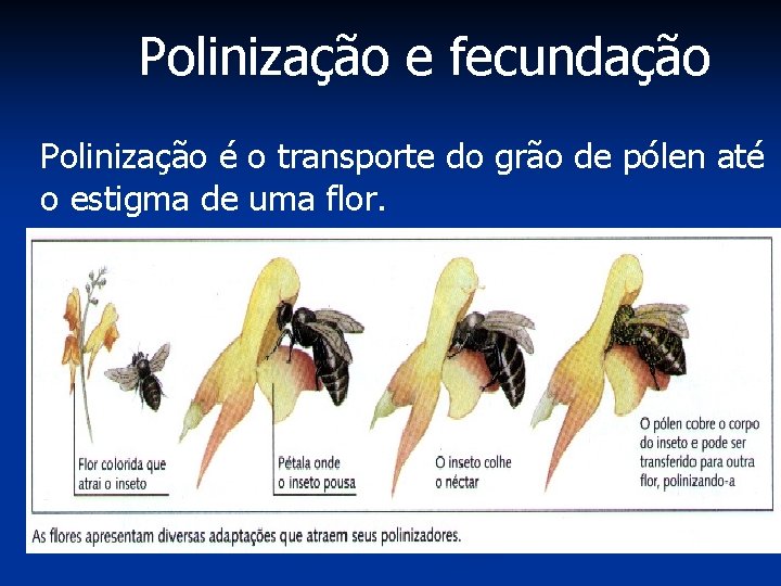 Polinização e fecundação Polinização é o transporte do grão de pólen até o estigma