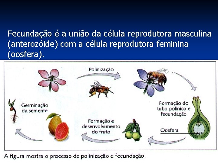 Fecundação é a união da célula reprodutora masculina (anterozóide) com a célula reprodutora feminina