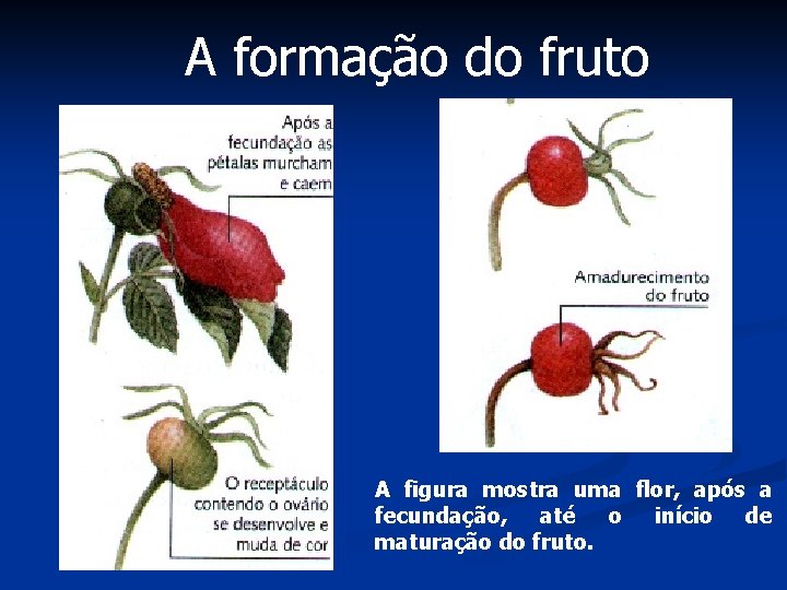 A formação do fruto A figura mostra uma flor, após a fecundação, até o