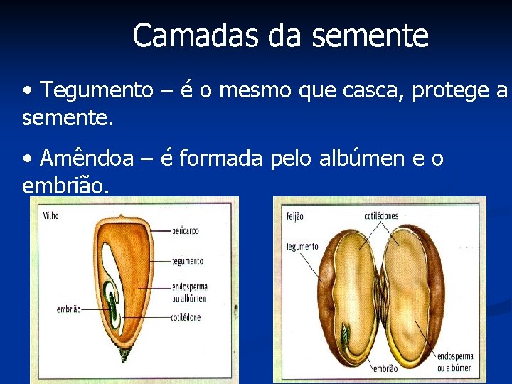 Camadas da semente • Tegumento – é o mesmo que casca, protege a semente.