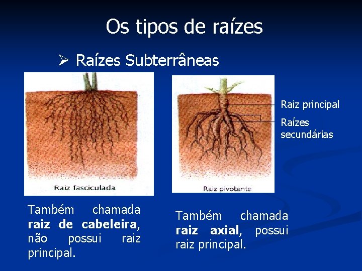 Os tipos de raízes Ø Raízes Subterrâneas Raiz principal Raízes secundárias Também chamada raiz