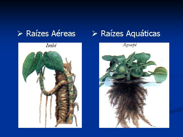 Ø Raízes Aéreas Ø Raízes Aquáticas 