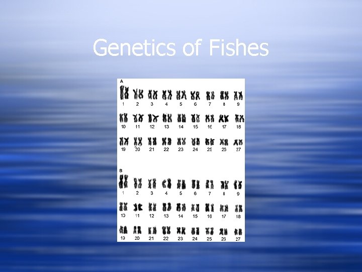 Genetics of Fishes 