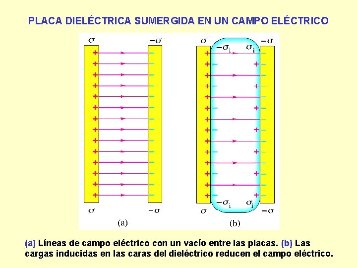 PLACA DIELÉCTRICA SUMERGIDA EN UN CAMPO ELÉCTRICO (a) Líneas de campo eléctrico con un