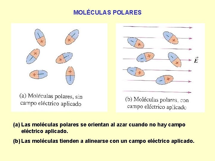 MOLÉCULAS POLARES (a) Las moléculas polares se orientan al azar cuando no hay campo