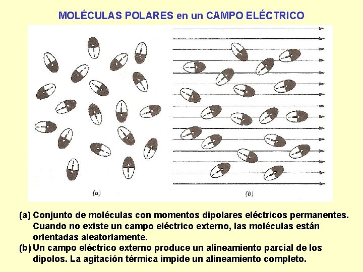 MOLÉCULAS POLARES en un CAMPO ELÉCTRICO (a) Conjunto de moléculas con momentos dipolares eléctricos
