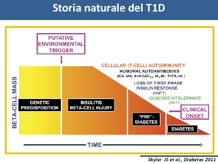 Storia naturale del T 1 D Skyler JS et al. , Diabetes 2011 