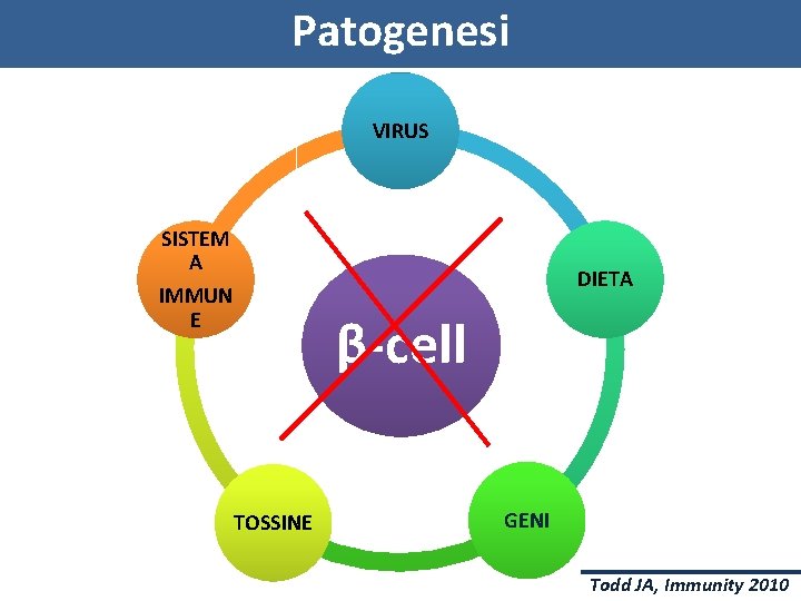 T 1 D: a. Patogenesi Complex Disease VIRUS SISTEM A IMMUN E DIETA β-cell